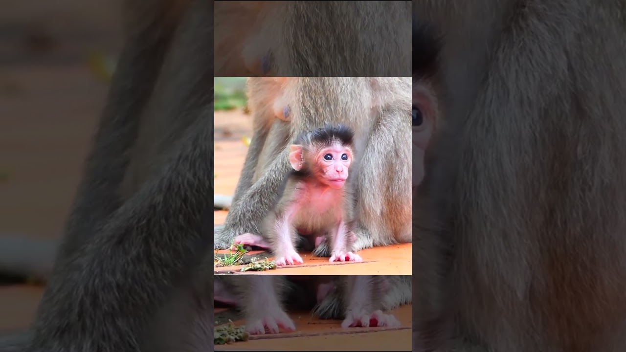 Wow Old Mother Mekala Monkey Look Like Have Another Newborn Baby Now YouTube
