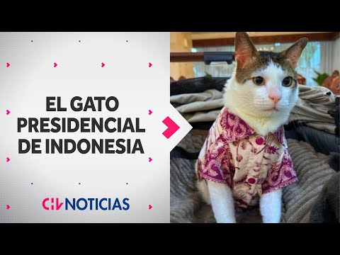 Gato Indonesia Presidente
