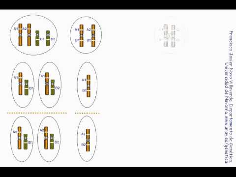 Video: ¿Cuál es la frecuencia de recombinación más alta?