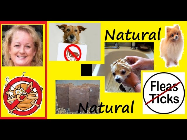 yellow sulphur powder for dogs