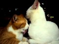 retribuição de beijo de gatos, lindo