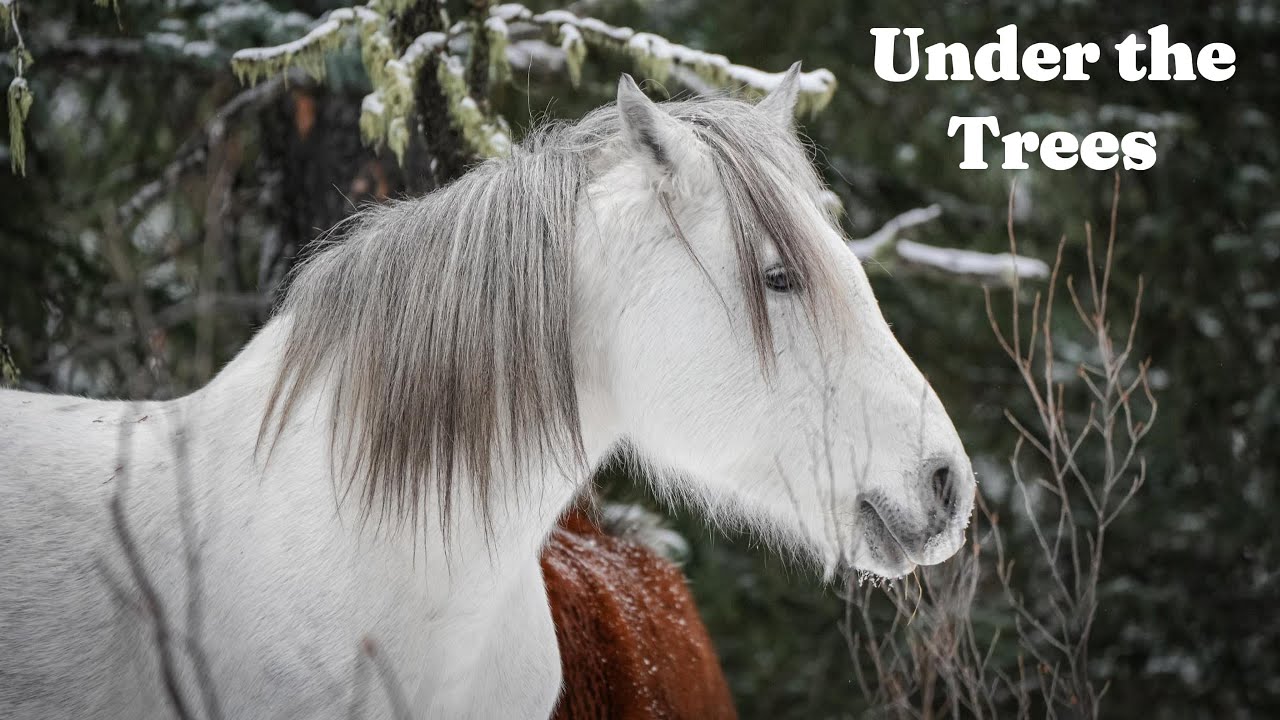 Teeter, Totter, and Tex | A Quiet Winter Family in the Forest