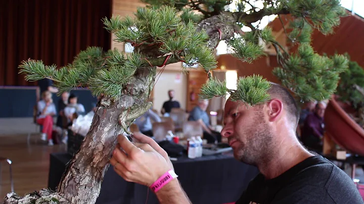 Peter Warren works on a Japanese white pine