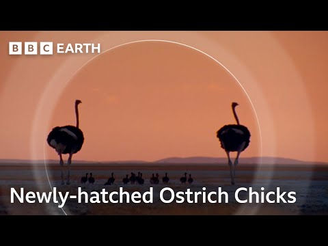 Raising Ostrich Chicks | Natural World: Wild Mothers and Babies | BBC Earth