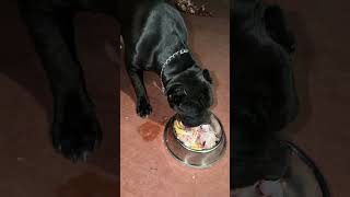ELLA DISFRUTA CUANDO COME POLLO CRUDO! CANE CORSO