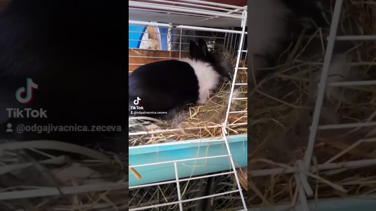 Proces pravljenja gnijezda prije samog okota Lavlja Glava kunića