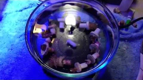 Magnetic stirrer during coral acclimation dip