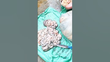 Món ăn độc lạ tại đám cưới - tronpiu vlog #shorts