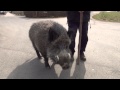 Wildschwein Rudi