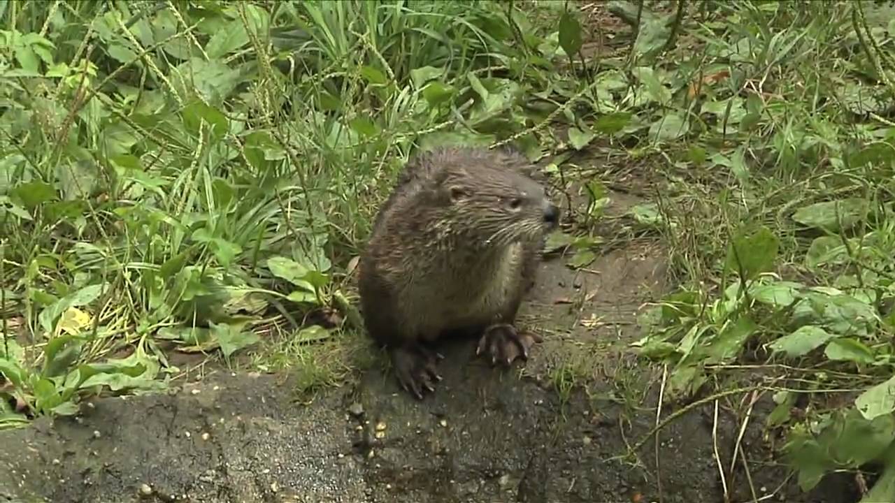 riverdale Meet Dixie the new River Otter at Prospect Park Zoo