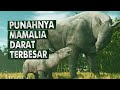 Kisah kehidupan mamalia darat terbesar di bumi  paraceratherium