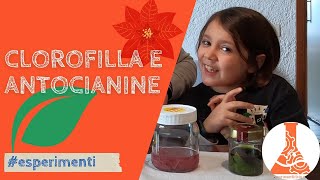 Scopriamo i colori delle piante: verde clorofilla e rosso antocianina