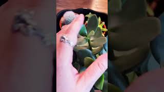 Watering some succulents, I do not bottom water I use a squirt bottle or spray them at the base.