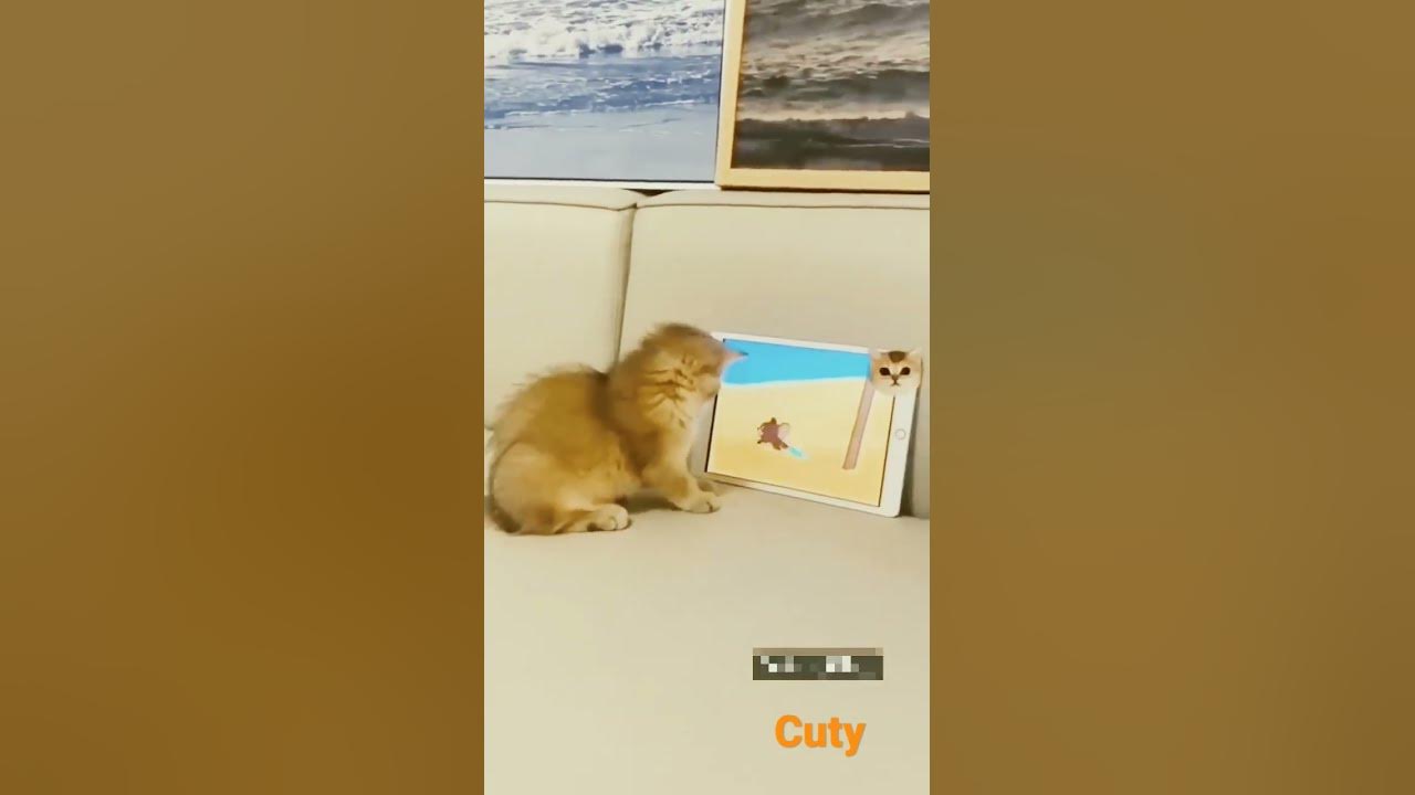 funny-short-video-youtube