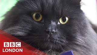 Is this London's cutest therapy cat?  BBC London