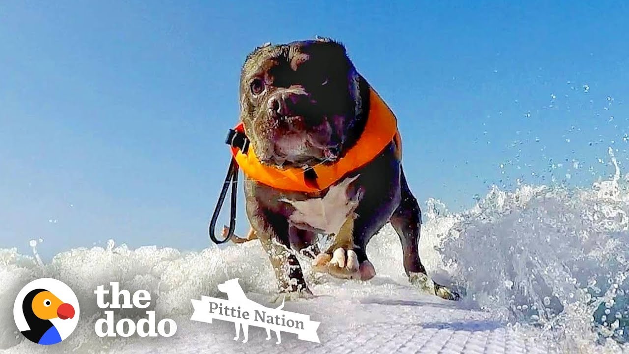 Deaf Pittie Rescued From Dogfighting Becomes Obsessed With Surfing | The Dodo Pittie Nation