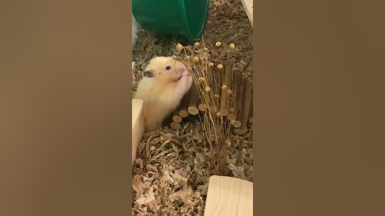 hamster and flax spray foraging YouTube