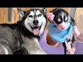 Helping My Pregnant Rescue Husky Unexpectedly Give Birth