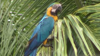 Wild macaw parrots need to be protected from poachers in MiamiDade, residents say