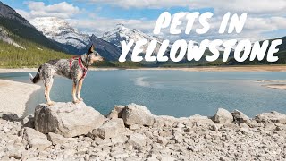 Pet Rules in Yellowstone National Park