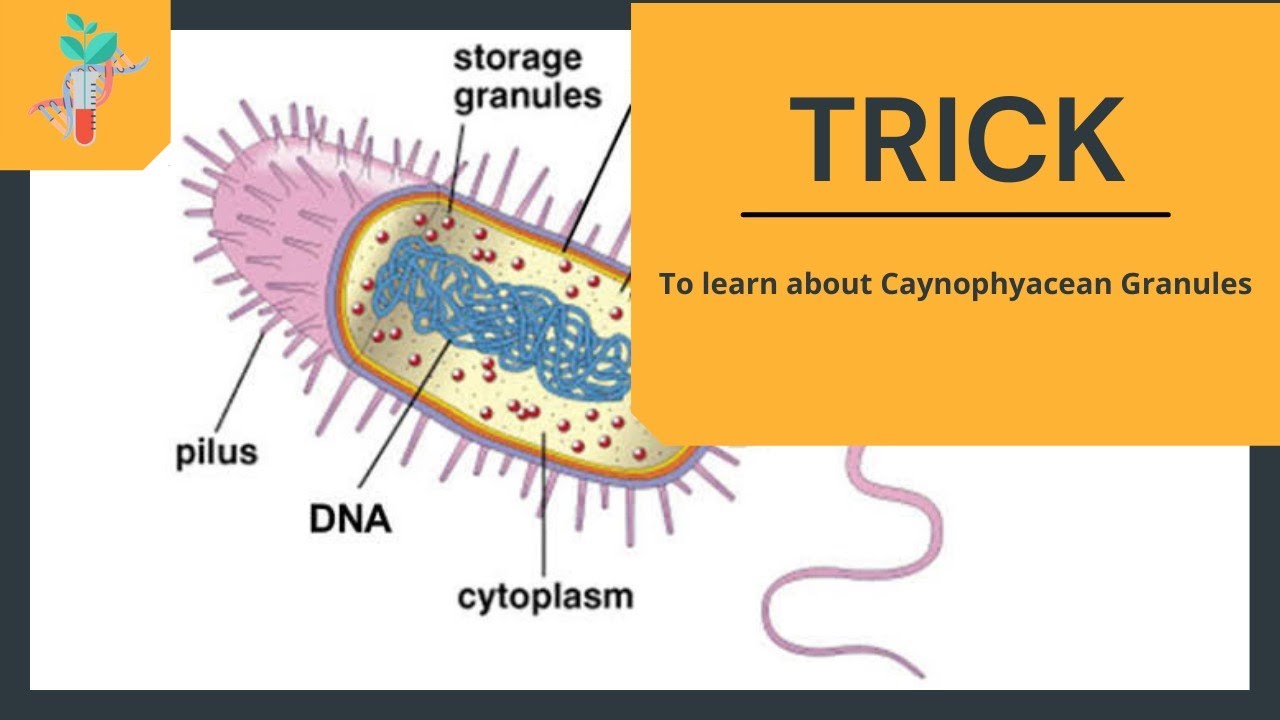 Storage granules in Prokaryotes Cyanophyacean granules