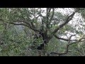 Siamang  大長臂猿  ( 2016 Ultra HD 4K  HDR )