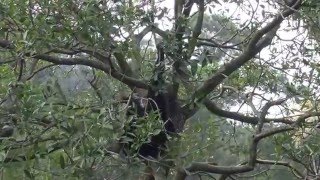 Siamang  大長臂猿  ( 2016 Ultra HD 4K  HDR )