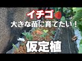 甘ーいイチゴを食べるため！苗作りからのイチゴ栽培のスタート！#イチゴ栽培