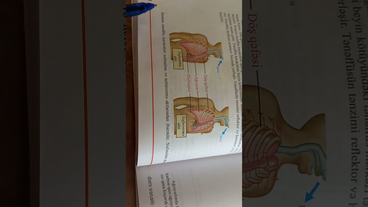 Tənəffüs sistemi-izah1🫁