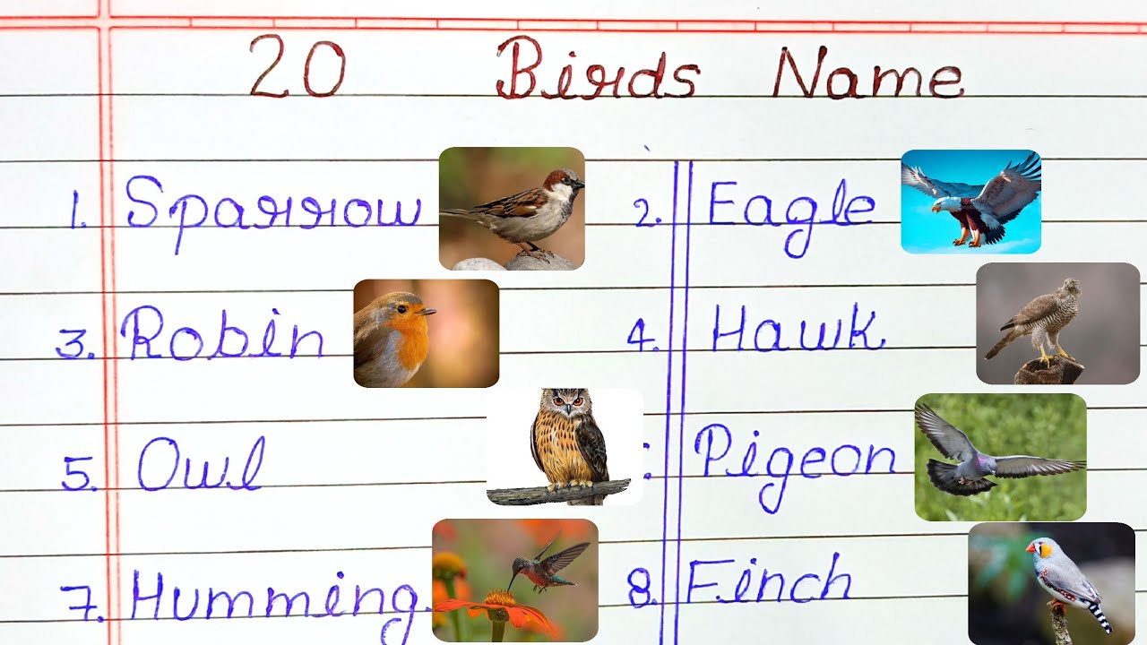 20 Birds names in english || bird 🐦🕊️ name 20 easy language || 20 very ...