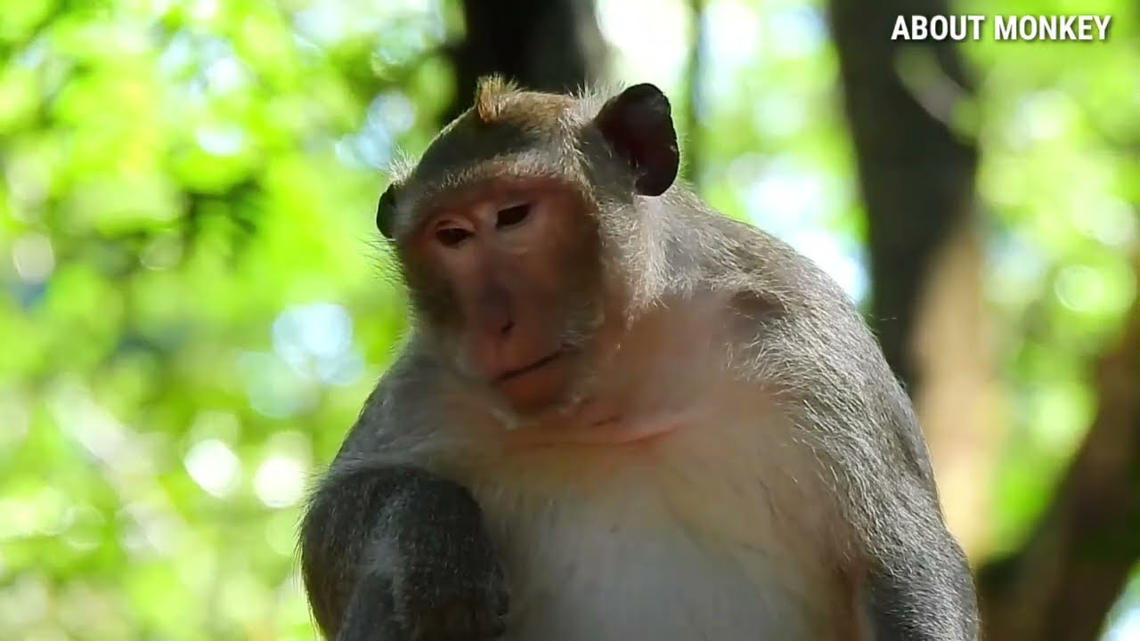 So Good Cute Baby Monkey Rex, Rex Growing Up Fast