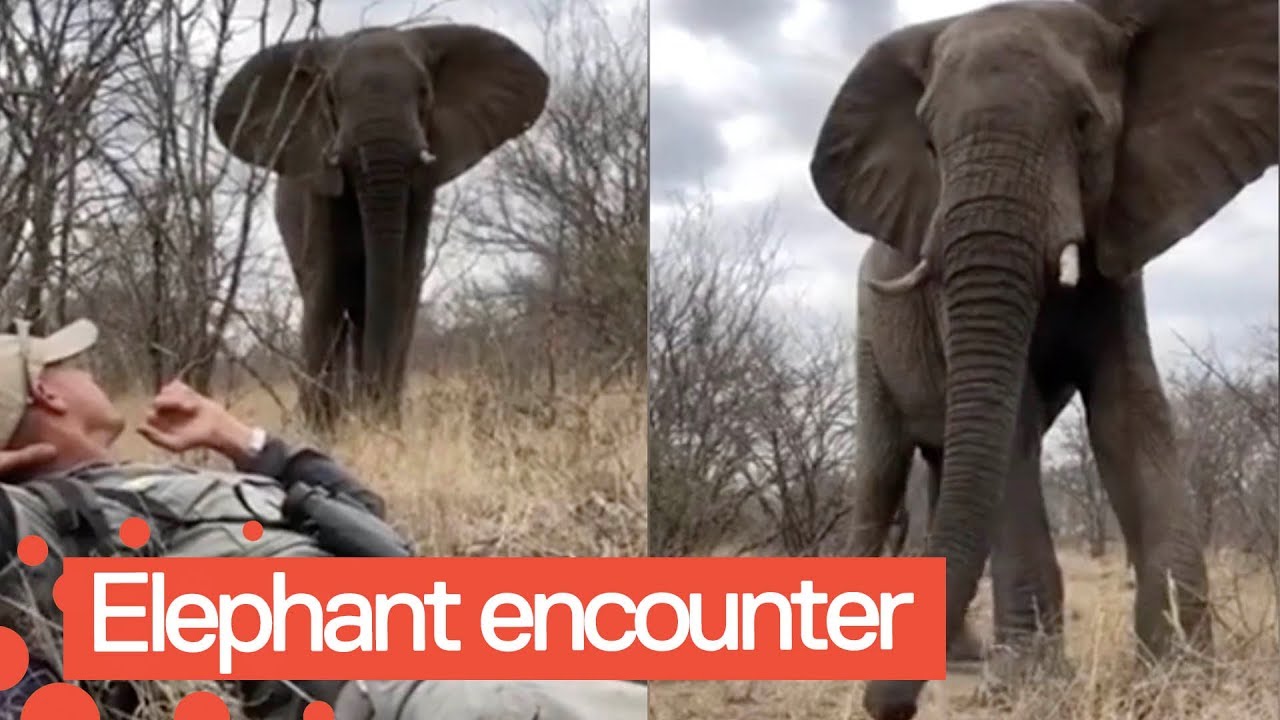 Man has Incredible Close Encounter with Wild Bull Elephant