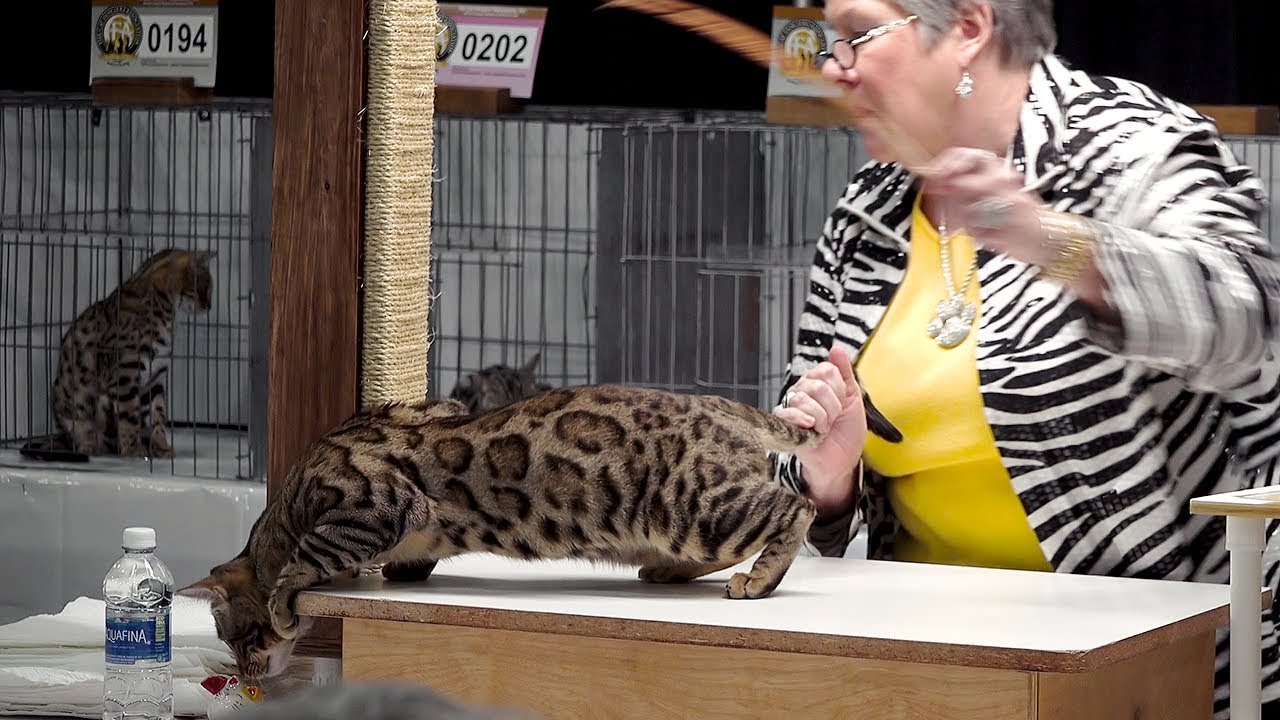 CFA International Cat Show 2017 Bengals! YouTube