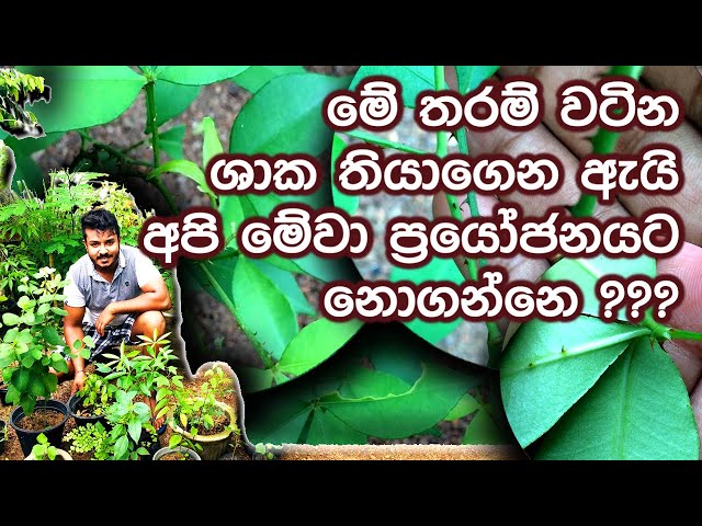 රුධිර කැටි හිරවීම්, තදවීම්, පිපිරීම් වලට සාර්ථකව ප්‍රතිකාර කිරීමට කුඩු මිරිස්ස (Kudu Mirissa)