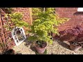 Sun tolerant Maples, Seiryu a beautiful fast growing tree that grows tall but with dissected leaves