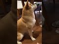 強い意志。そんで人なん？ #shorts #shibainu #柴犬 #いぬ #狗 #おやつ