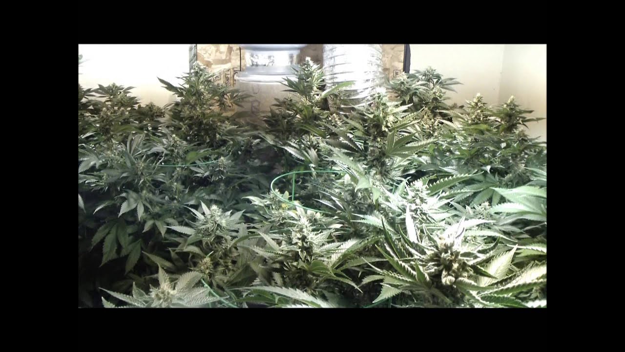 8000 Watts Pre 98 Bubba Kush & Blue Dream Day 42 of Flower