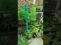 #ytshorts /बारिश में पौधे हुए काफी खुश #beautiful terrace garden overview