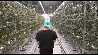 Inside One of Michigan’s Most Advanced Cannabis Grows | Peninsula Gardens 