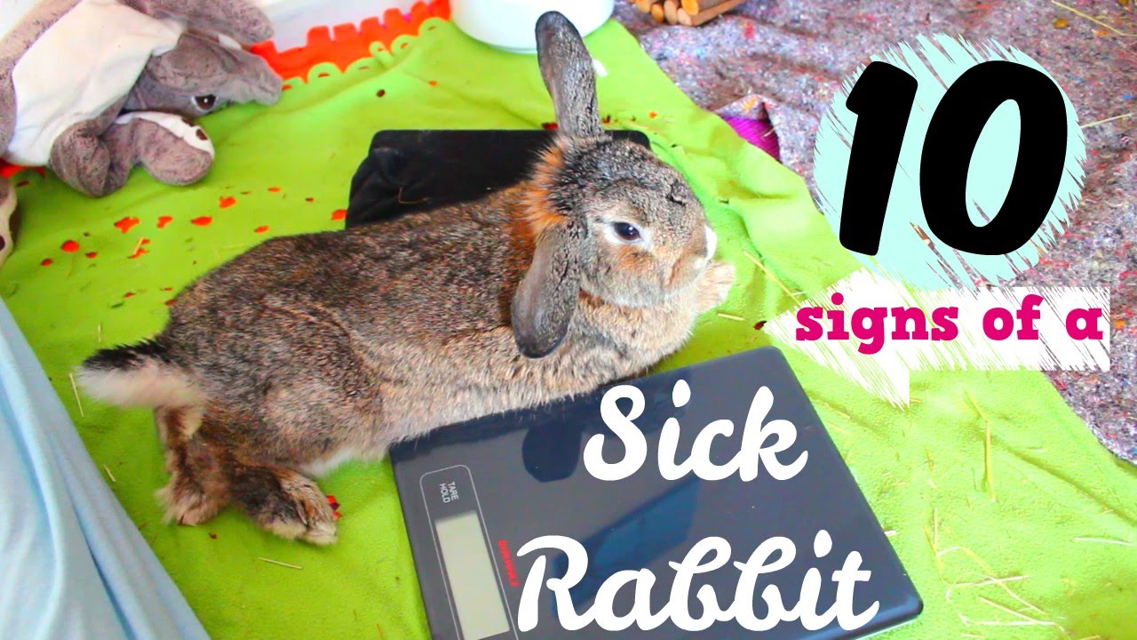 sick bunny