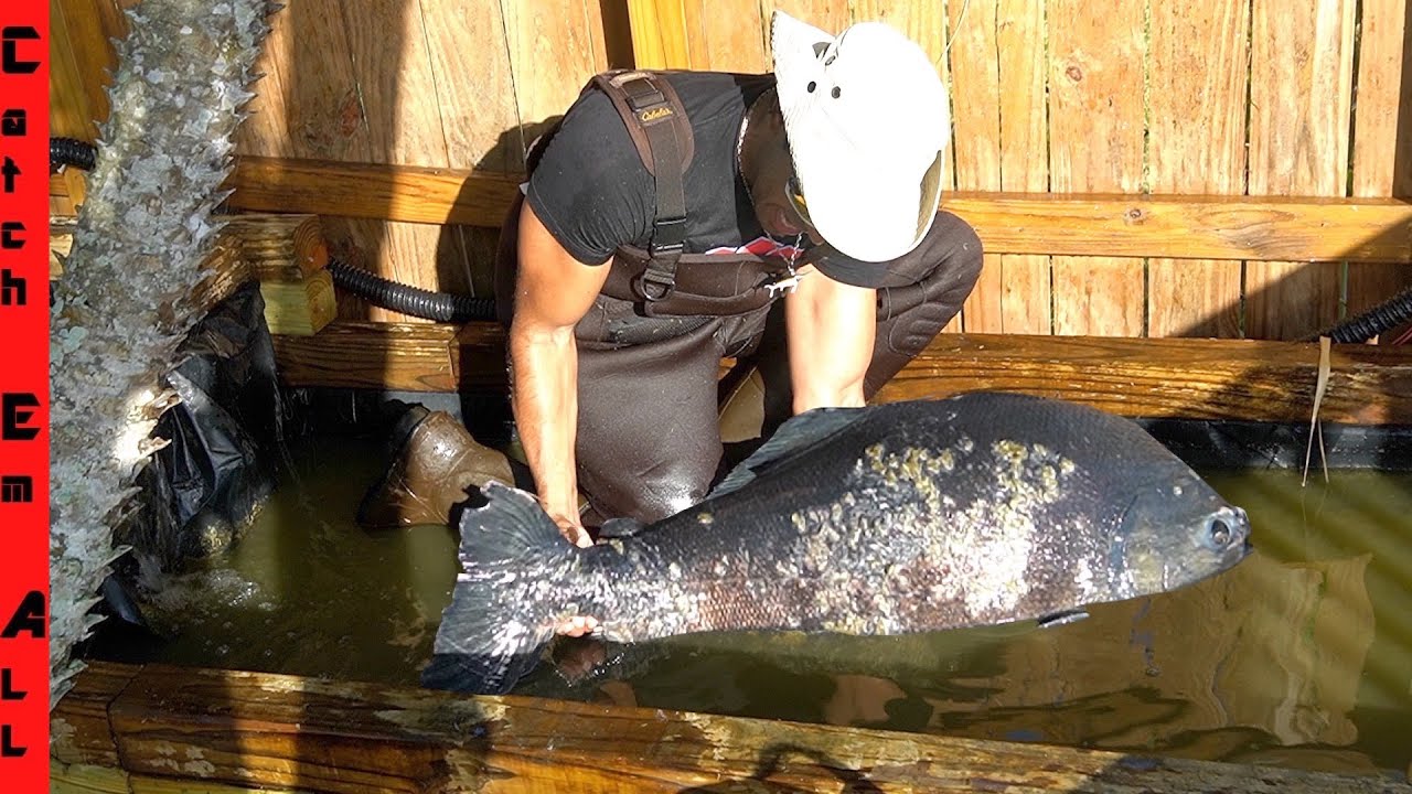 FISH HOSPITAL **GIANT PACU Comes BACK to LIFE!** YouTube