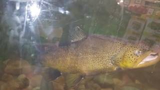 Cabelas fish tank. Thornton CO