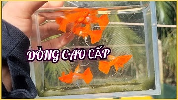 Koi Red & Full Gold Cao Cấp – Cá Bảy Màu Đẹp Xuất Sắc Tại Hiếu Cá Cảnh