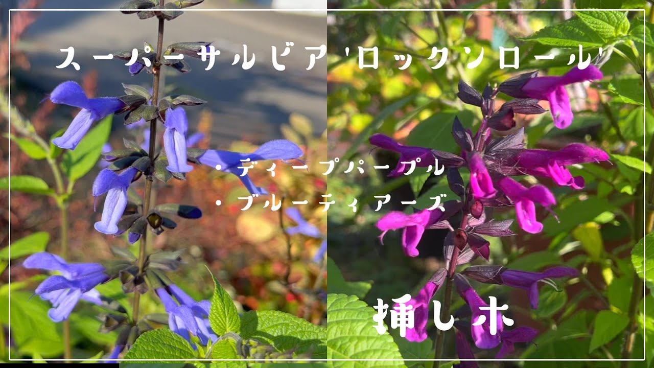 [Вырезки] Вырезки из Super Salvia 'Rock n Roll'