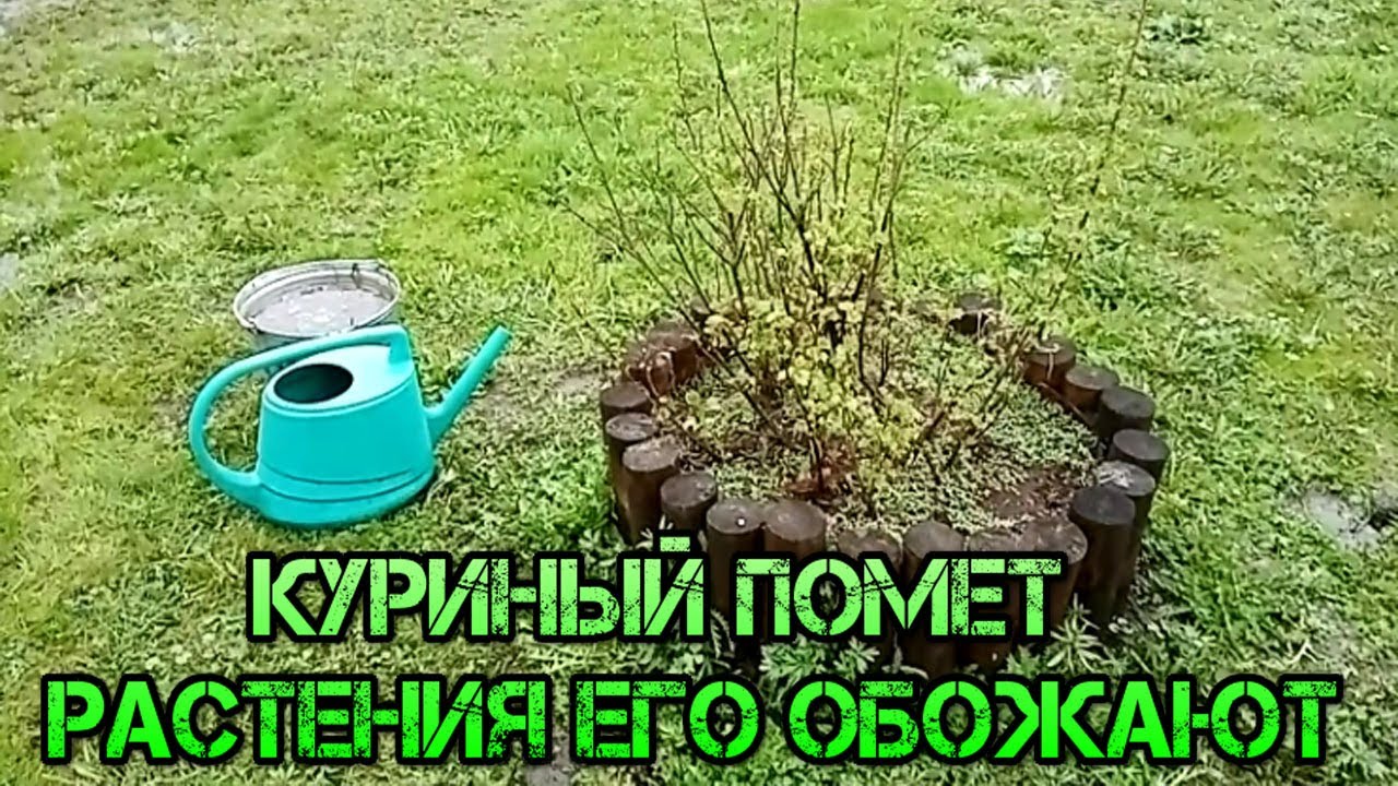 Полив кустов смородины весной