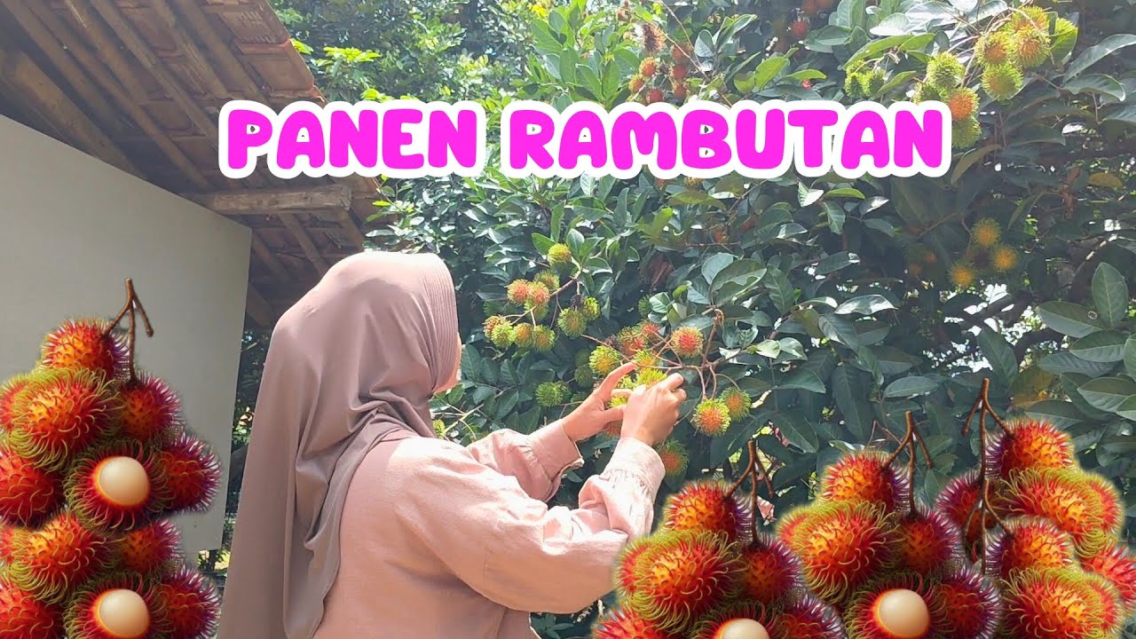 PANEN RAMBUTAN PERDANA ☺ , SAMBIL BELAJAR NGIKET RAMBUTAN GUYS 😁