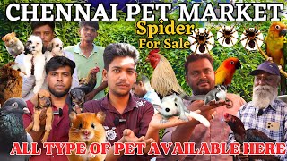 CHENNAI PET MARKET | BOARDWAY PET MARKET | SUNDAY MARKET | @gowthamirfan #dog #pegon