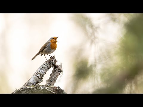 Video: Punarind Pjavitsa - Teraviljaarmastaja