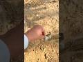 shararti gilhari 🐿️#shorts #shortsfeed #youtubeshorts #birds #nature #animals #funny