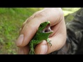 Агрессивный самец ящерицы прыткой в зелёном брачном наряде
